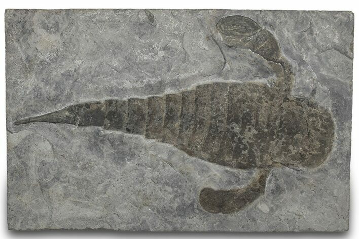 Eurypterus (Sea Scorpion) Fossil - New York #310219